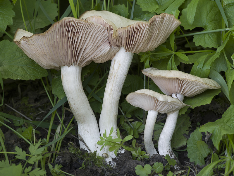 Entoloma clypeatum